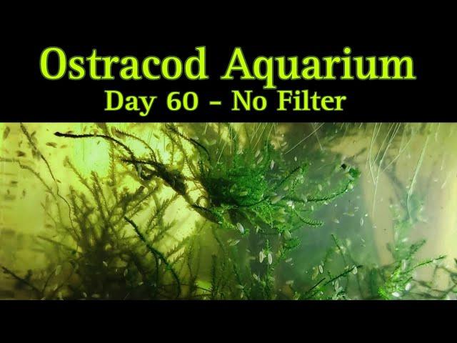 Swarming Seed Shrimp : Nano Aquarium Culture