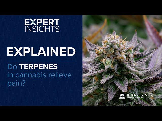 Expert Insights: Do Terpenes in Cannabis Relieve Pain?