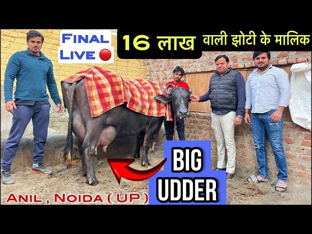 16 लाख वाली झोटी के मालिक का एक और नगीना । Final Live  Anil , Noida