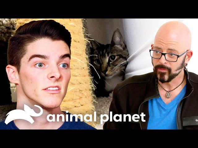 A Genuine Case of Cat Phobia | My Cat From Hell | Animal Planet