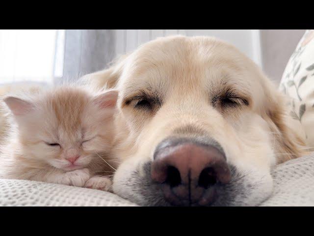 KITTEN Won't Sleep Without His BEST FRIEND the Golden Retriever!