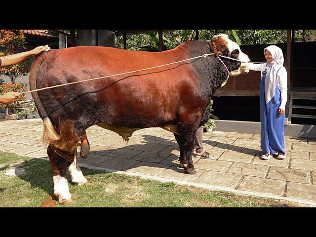 GA CUMA AA IRFAN & MAK SOIMAH !! KAK RIA RICIS JUGA CARI SAPI QURBAN - Sapi Jumbo 1 Ton Up