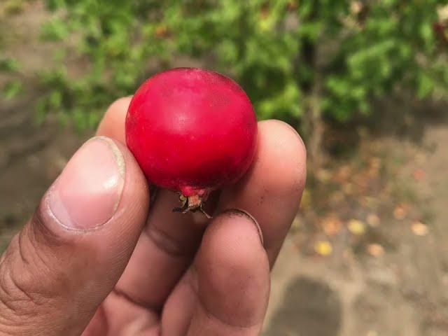 Edible Crabapples (Dolgo, Whitney & Callaway)