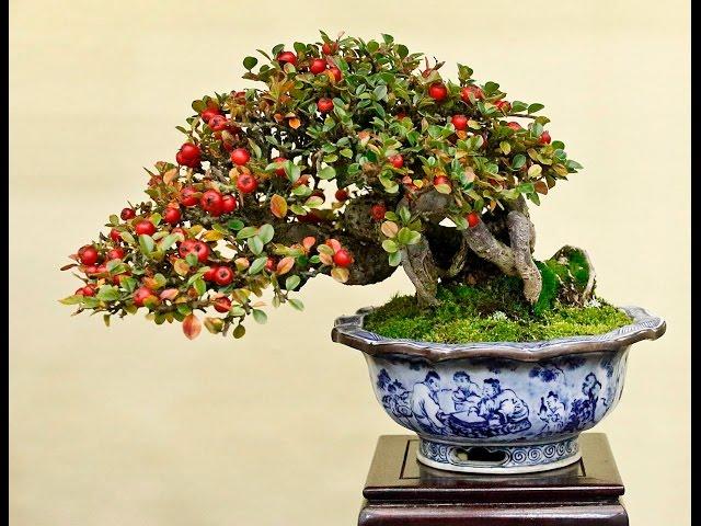 Cotoneaster horizontalis Bonsai -  Rock Cotoneaster, Rockspray Cotoneaster