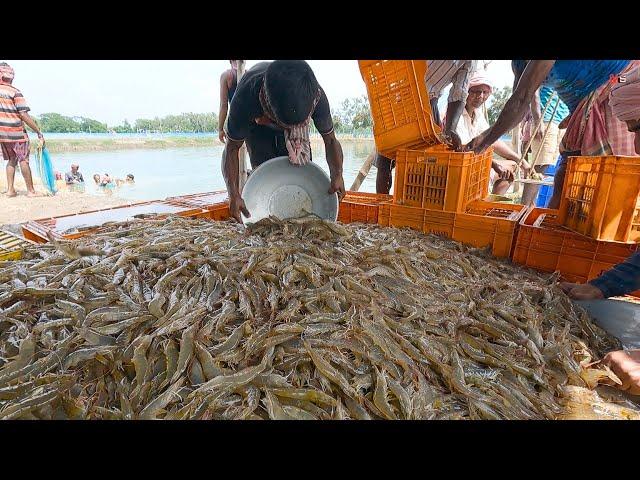 Sumber Daya Yang Signifikan | Komersial Udang