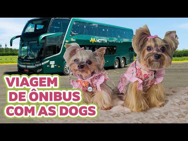 COMO FOI A VIAGEM DE ONIBUS COM AS DOGS