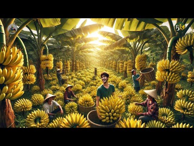 Revealing Secrets of How the Philippines' Farmers Grow and Harvest Banana - Farming Documentary