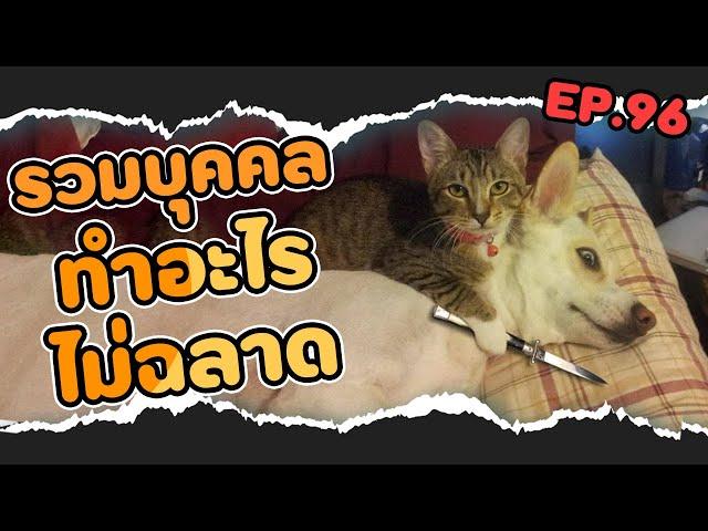 รวม 5 บุคคลทำอะไรไม่ฉลาด EP.96