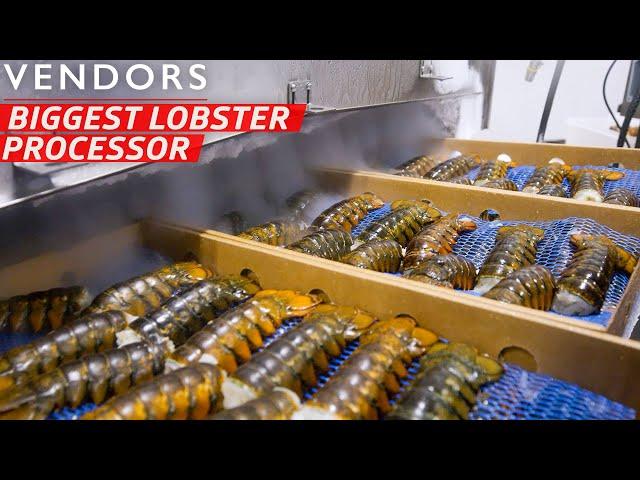 How the Largest Lobster Company in Maine Processes Over 600,000 Pounds per Week — Vendors