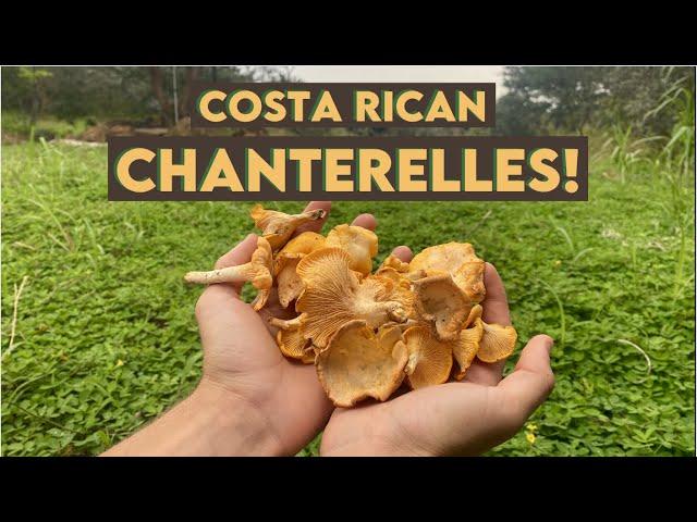 Costa Rican Chanterelles??? Foraging Edible Mushrooms in Guanacaste Province!