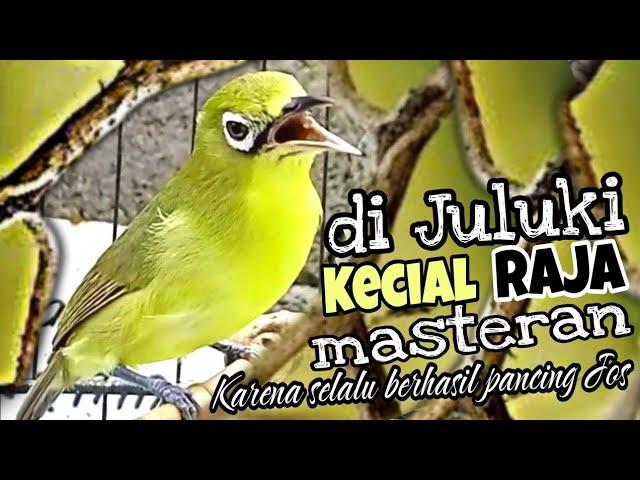 Kecial Kuning Joss Gacor plus Ciak Masteran selalu berhasil bikin Jos Gacor Kecial malas bunyi