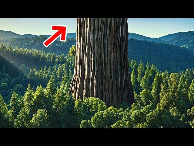 Why You’ll Never Get Close to the World’s Tallest Tree