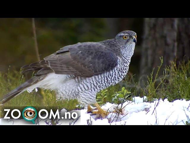 Recap of the northern goshawk season 2017