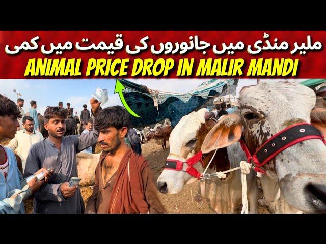 Malir Cow Mandi Latest Rates Updated 12 November 2024 | 110 Hazar Mai Bhatareen Soda