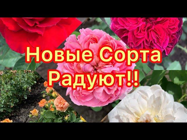 Новые сорта- Радуют!питомник maryroses.ru