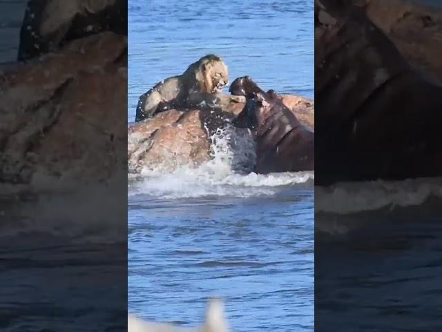 Male Lion Attacked by Hippo