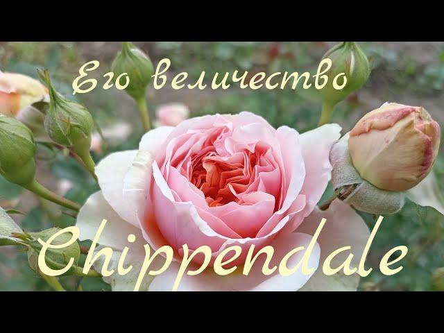 Его розовое величество...Chippendale!!! #розы #сортароз #любимыерозы #обзорроз