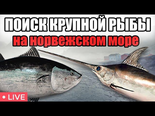 ЛОВИМ НА НОРВЕЖСКОМ МОРЕ • РР4 СТРИМ • РОЗЫГРЫШИ • РУССКАЯ РЫБАЛКА 4