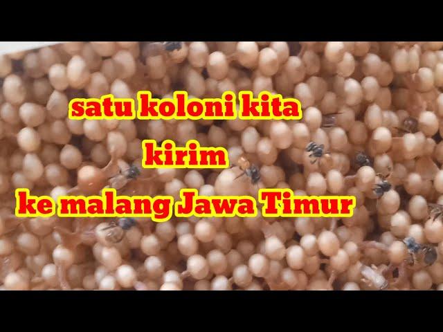 Satu koloni clypearis kita kirim ke malang