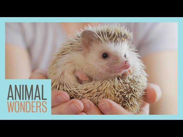 Meet and Greet: Tickles the Hedgehog!