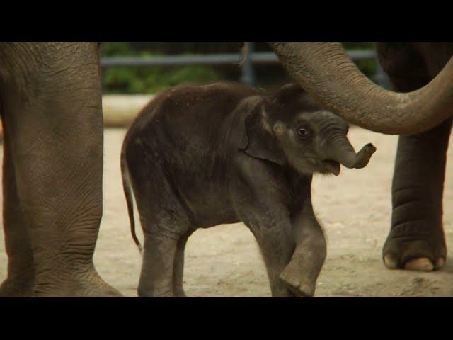 Baby Elephants. Детеныши слонов. Маленькие слонята.