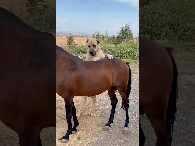 Ata binmeye Çalışan Köpek