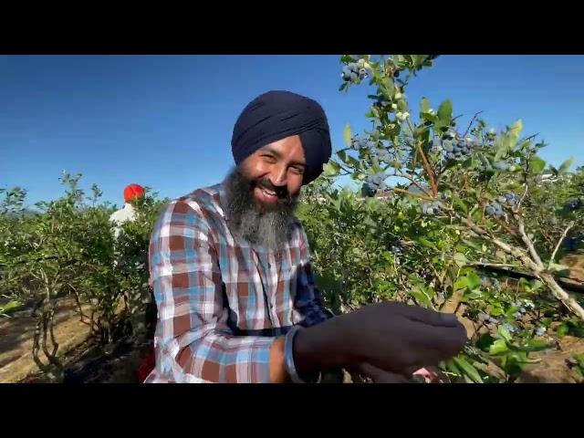 Blueberry 🫐 farm in BC Canada  || ਡਾਲਰ ਤੋੜਨੇ ਸੌਖੇ ਨੀ 