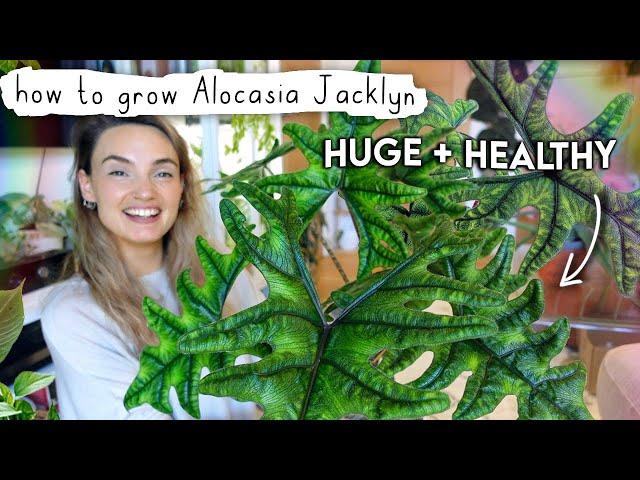 How I Grew My Alocasia Jacklyn BIG In Just 1 Year  Alocasia Jacklyn Care Tips + Tricks