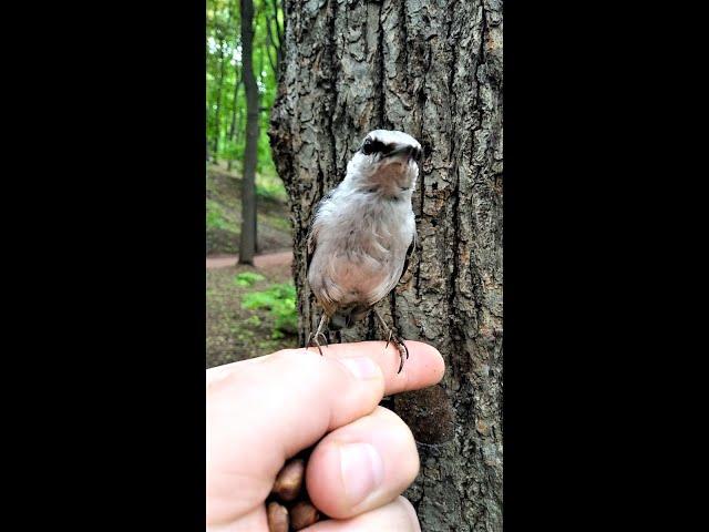 Поползень спел песню негодования / The nuthatch sang a song of indignation