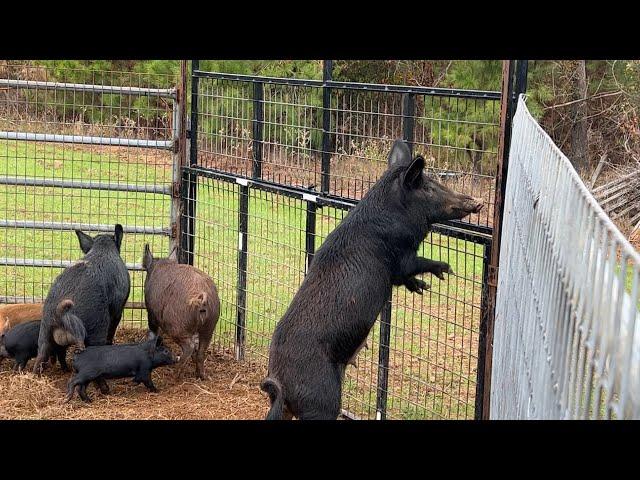 Removing 28 Wild Hogs From Highly Managed Deer Hunting Property!!