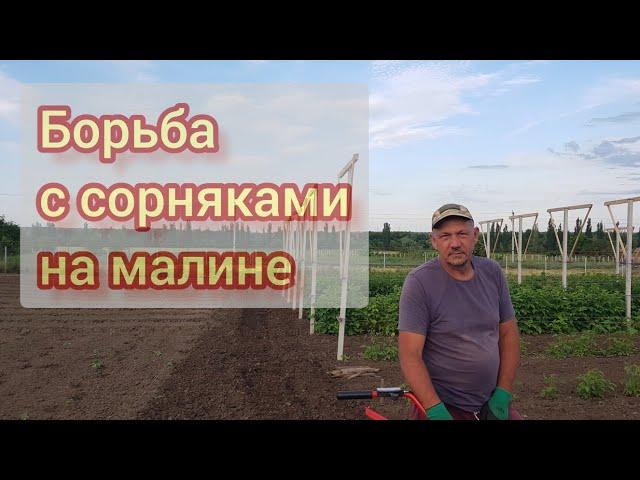 Как быстро и эфективно бороться с сорняками на малине