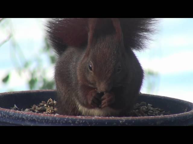 Eichhörnchen auf der Terrasse