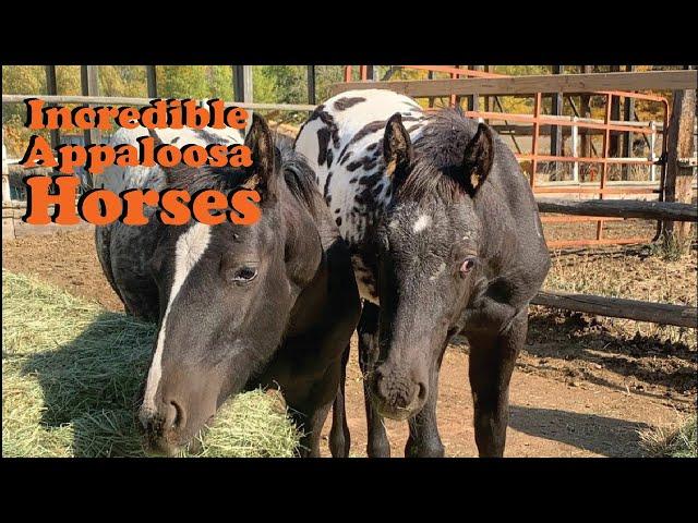 Rare Appaloosa Horses Are Incredibly Fascinating | The Koala