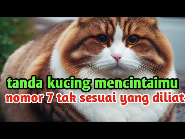 tanda kucing mencintaimu ‼️nomor 7 bikin kita bingung !! benarkah