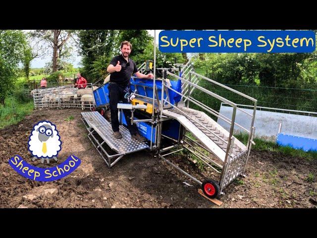 Sheep Farmer Uses Amazing Handling System For The First Time | Could It Be The Best Ever Made?