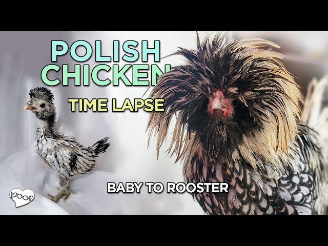 Chick to Adult / Silver Laced Polish Rooster / Growth Transformation