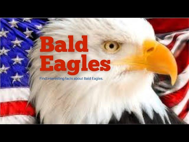 Bald Eagles For Kids