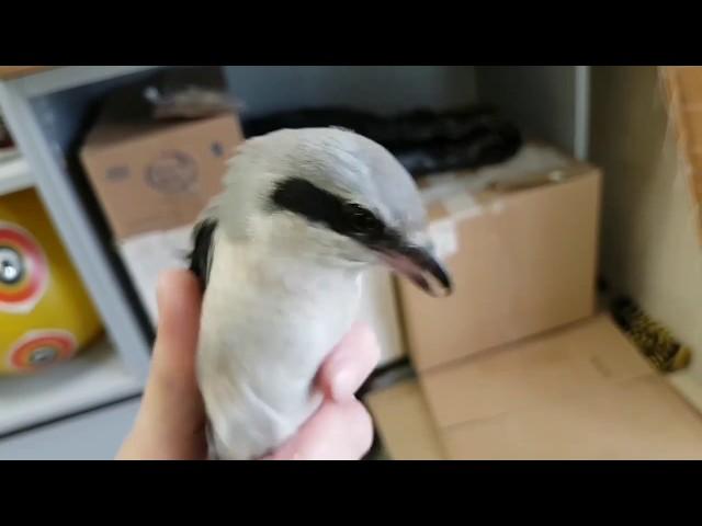 Grey Shrike. Very cute noxious biting bird. A little hawk at the end.