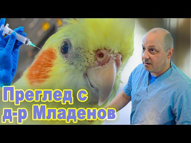 !!Преглед на Корела с Д-р Младенов / Гъбична инфекция-кандида/Cockatiel examination with avian-vet.