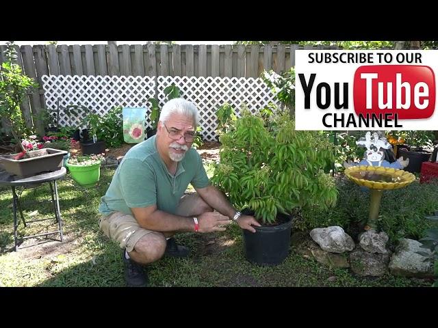 Edible gardening in Florida. You can grow dwarf litchi - lychee trees in containers.