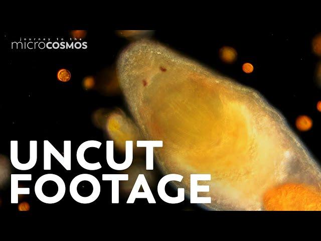 An Hour of Our Uncut Microscopic Footage