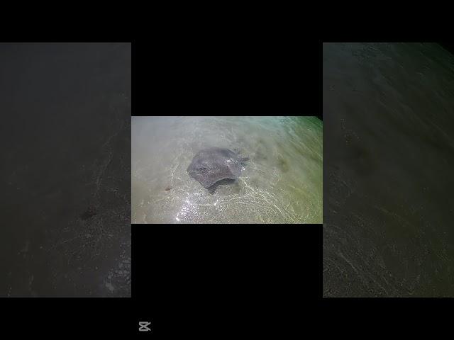 Stingrays in Crystal Clear Waters of Punta Uva  A Magical Beach Encounter!