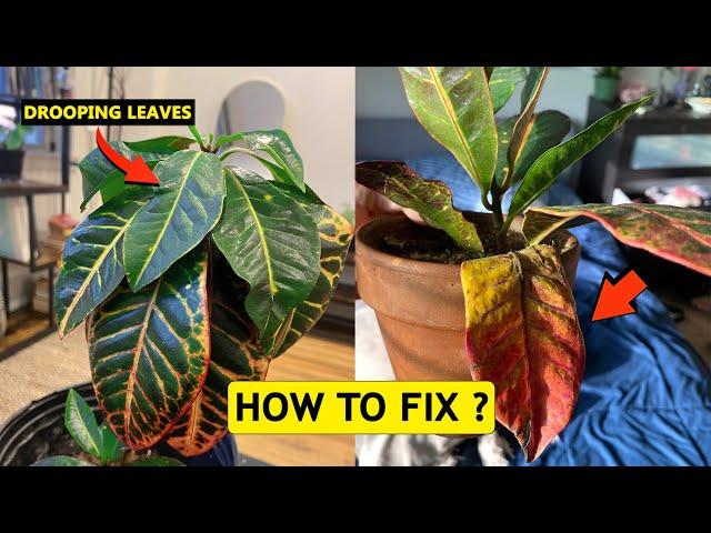 How to fix Croton leaves drooping