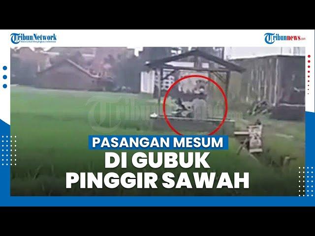 Sepasang Kekasih Mesum di Gubuk Pinggir Sawah Pekalongan Viral, Tetep Cuek Ditegur Warga