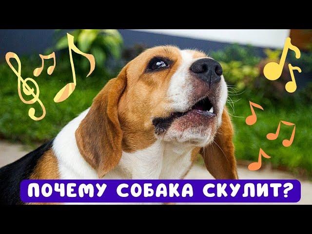  Почему собака скулит?