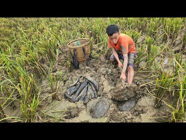 Khai boy catch fish, in the dry season snakeheads and turtles hide under the mud.