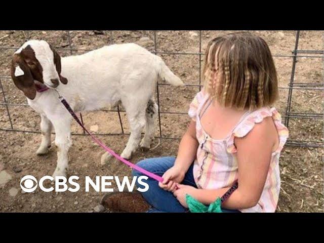 Family sues after 9-year-old girl's goat is slaughtered