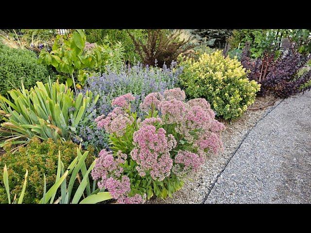 What's Blooming in My Zone 7 Water Wise Landscape in August