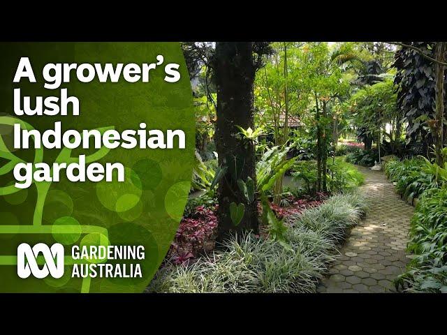 A grower's lush garden full of native Indonesian plants | Indonesia Special | Gardening Australia