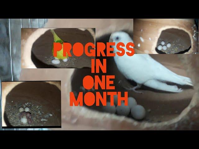 BREEDING PROGRESS IN ONE MONTH.